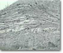 tunguska-the-UFO-russian-roswell